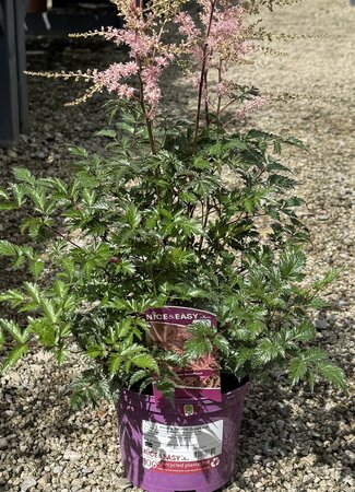 Astilbe 'Hennie Graafland'