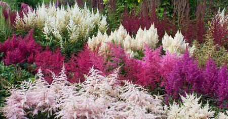 ASTILBE IN VARIETIES