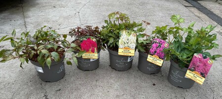 ASTILBE IN VARIETIES