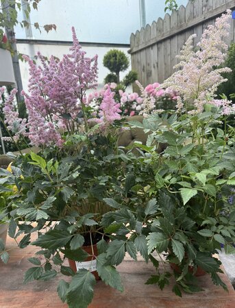 ASTILBE IN VARIETIES