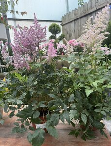 ASTILBE IN VARIETIES
