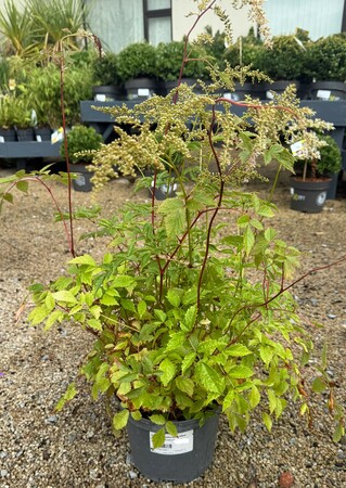 ASTILBE japonica Deutschland