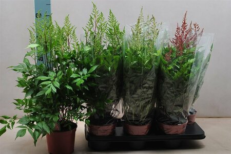 Astilbe mix