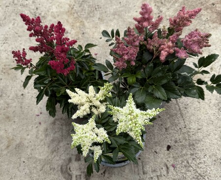 Astilbe Mix