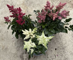 Astilbe Mix