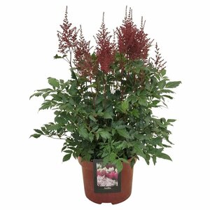 Astilbe red C5, colour pot