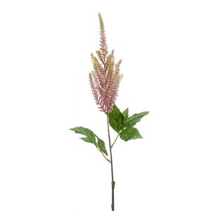 Astilbe spray beauty 65cm