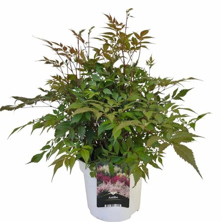 Astilbe white C5, colour pot