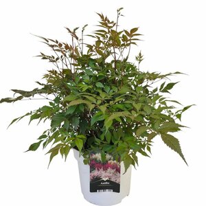 Astilbe white C5, colour pot
