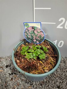 Astrantia maj. 'Roma'  2 Ltr pot