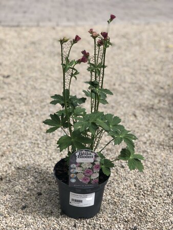 ASTRANTIA major 'Roma'
