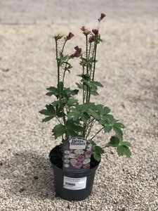 ASTRANTIA major 'Roma'