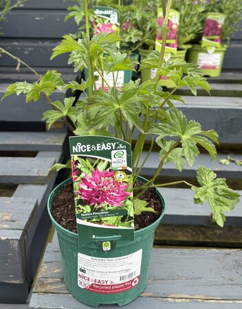 Astrantia 'Star of Beauty' ®