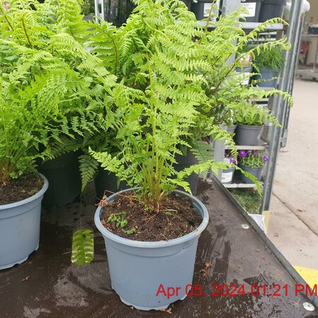 ATHYRIUM filix - femina