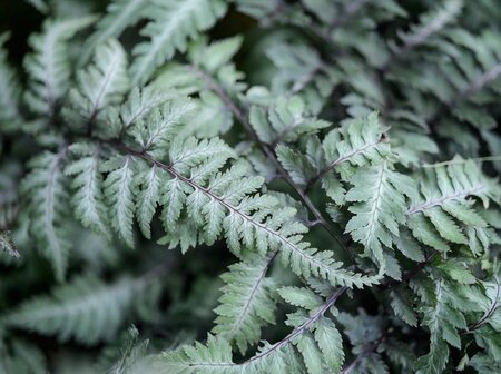 Athyrium nip. var.  pictum