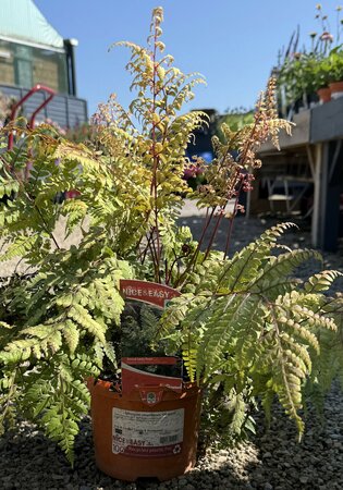 Athyrium otophorum 'Okanum'
