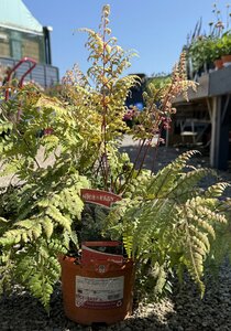 Athyrium otophorum 'Okanum'