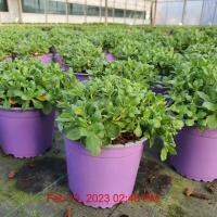 AUBRIETA Audrey Blue Shades