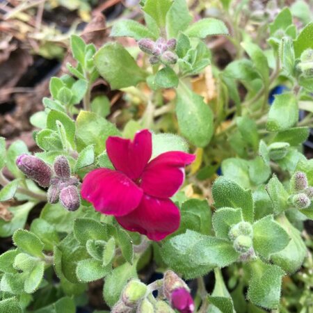 AUBRIETA gracilis Audrey Red