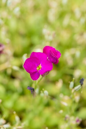 AUBRIETA gracilis Florado Rose Red