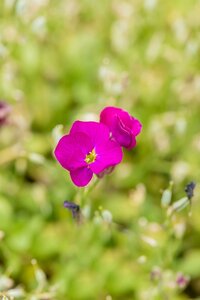 AUBRIETA gracilis Florado Rose Red