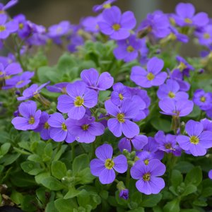 Aubrieta hyb. 'Audrey Blue'