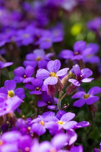 AUBRIETA hyb. Audrey Mid Blue