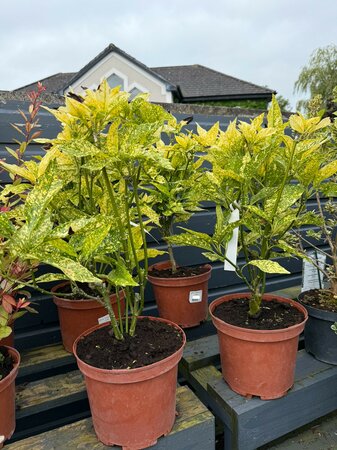 AUCUBA jap. 'Crotonifolia Gold'