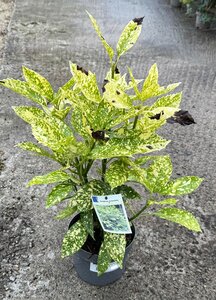 AUCUBA JAPONICA CROTONIFOLIA