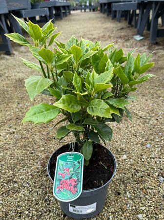 AUCUBA JAPONICA ROZANNE