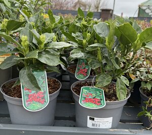 AUCUBA JAPONICA ROZANNE