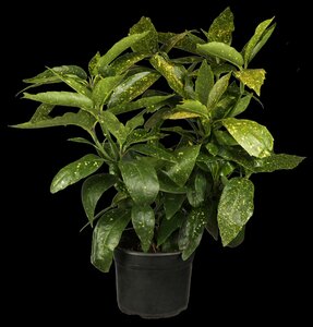 AUCUBA JAPONICA ROZANNE