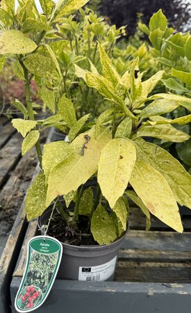 AUCUBA JAPONICA VARIEGATA