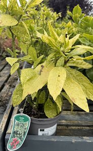 AUCUBA JAPONICA VARIEGATA