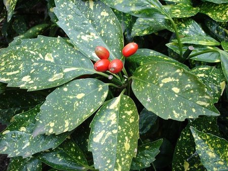 AUCUBA JAPONICA VARIEGATA