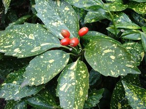 AUCUBA JAPONICA VARIEGATA