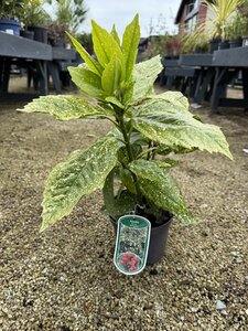 AUCUBA JAPONICA VARIEGATA