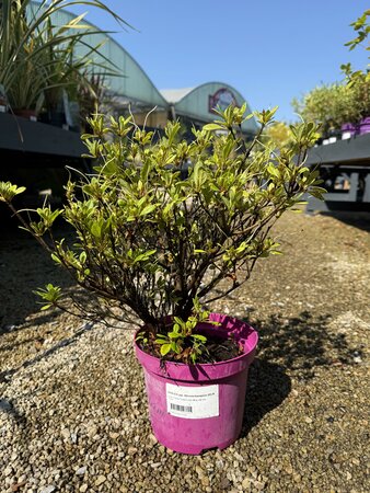 AZALEA jap. Bloomchampion (R) White 25-30cm