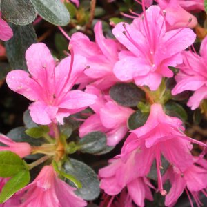 AZALEA JAPONICA AMOENA