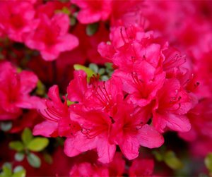 AZALEA JAPONICA CONNY