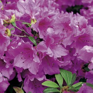 AZALEA JAPONICA HERBERT