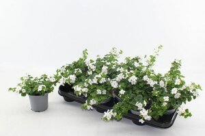 Bacopa 'Big White Falls'