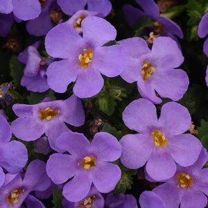 Bacopa Megacopa Blue#