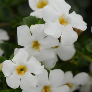 Bacopa Megacopa White