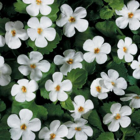 Bacopa Snowflake