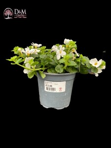 Bacopa white - image 2