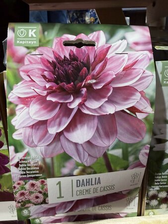 BAG DAH. CREME DE CASSIS