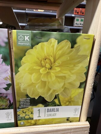 BAG DAHLIA SUNLADY