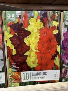 BAG GLA MAROON MIXED