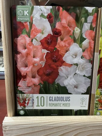 BAG GLAD ROMANTIC MIXED